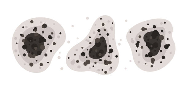 Best Mold-Related Health Consultation  in Shepherdstown, WV